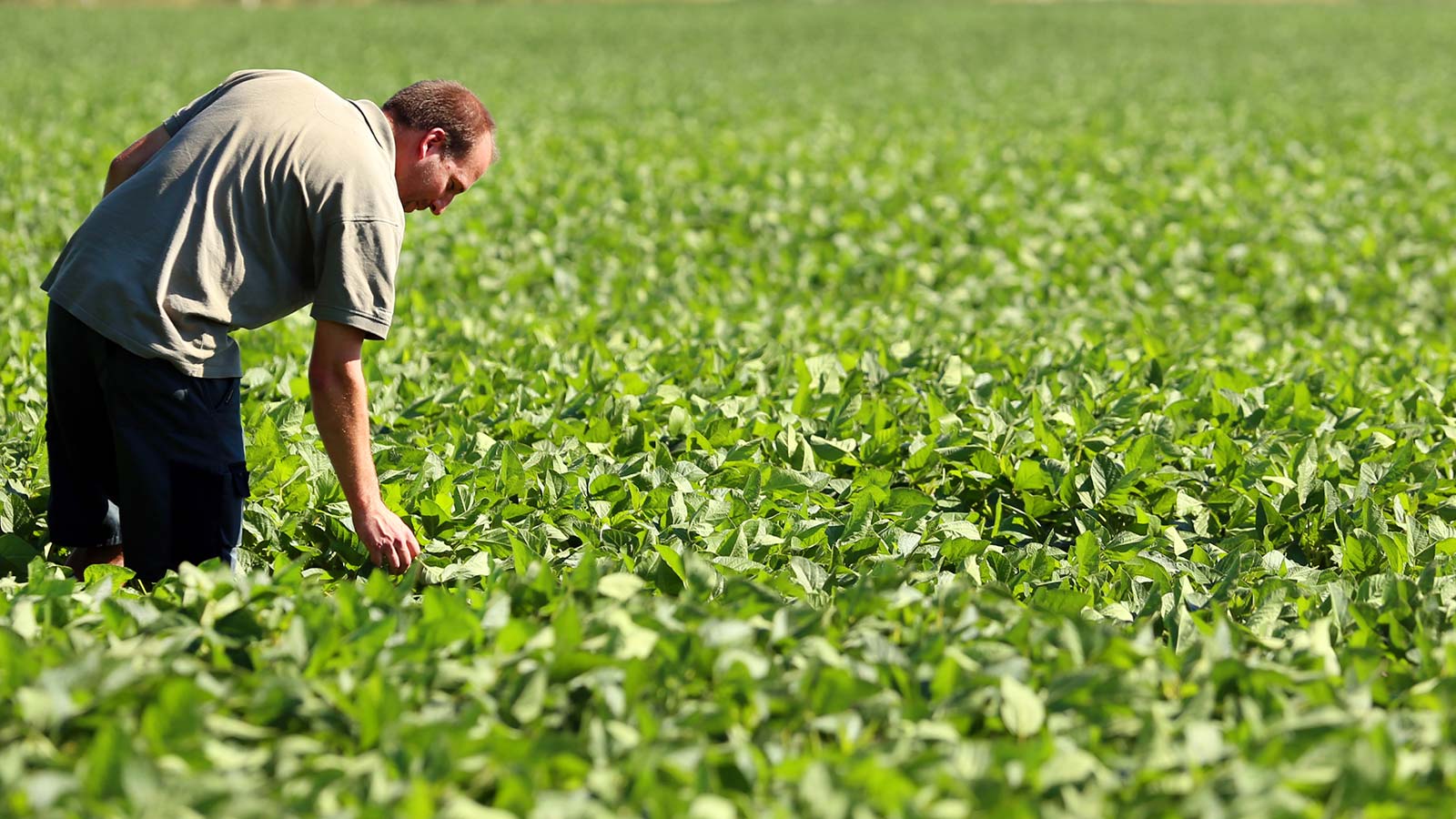 Soy field Soy field