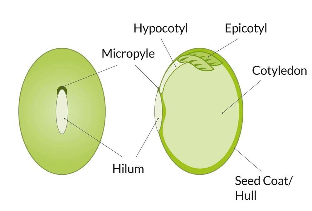 Soybean